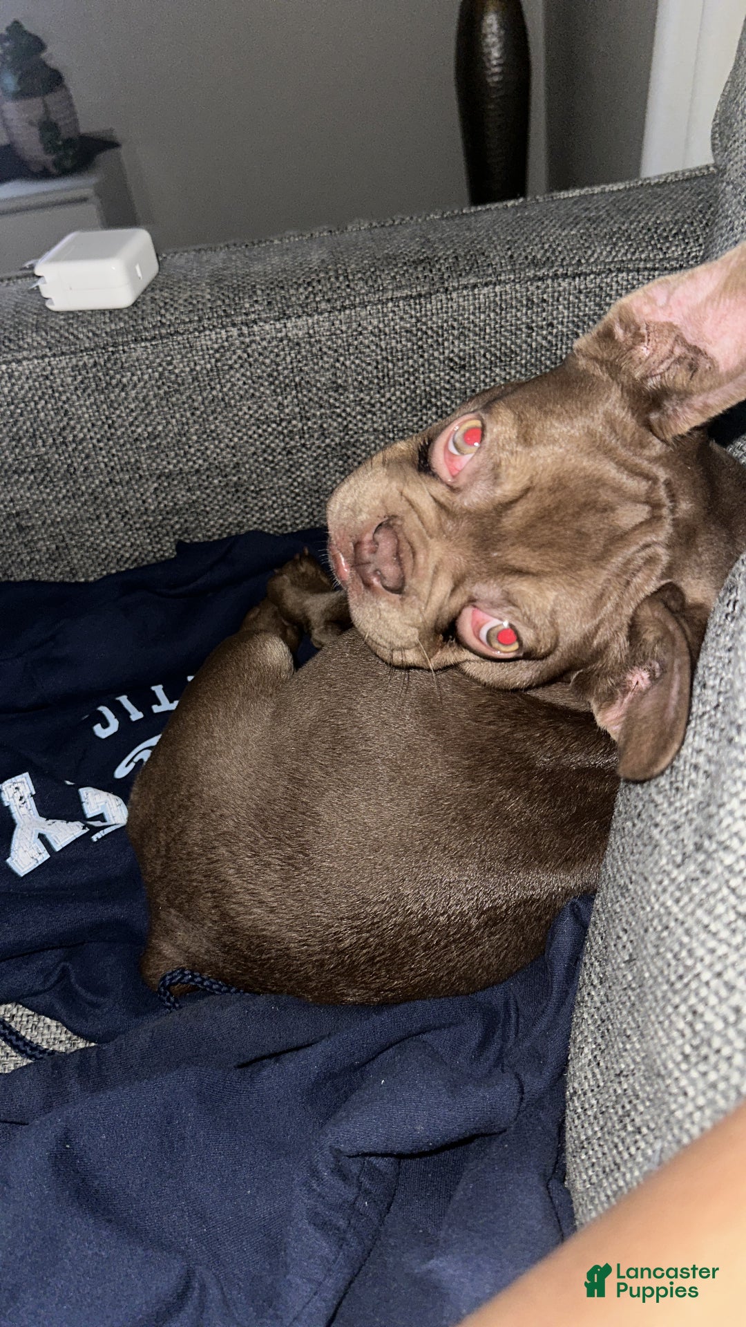 English Bulldog dogs for sale: English Bulldog Puppy 1 - Ad 2