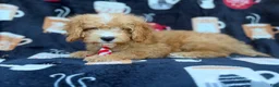 Cavapoo dogs for sale: Milo  - Ad 6