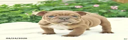English Bulldog dogs for sale: Leo  - Ad 3