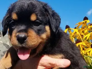 Rottweiler dogs Rottweiler Puppy 5 - Ad 7