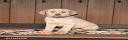 Labrador Retriever dogs for sale: Wesley - Ad 2