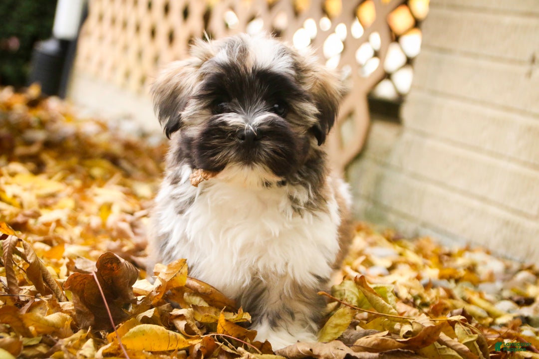 Havanese dogs for sale: Hoosier - Ad 3