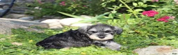 Miniature Schnauzer dogs for sale: Tonya - Ad 8