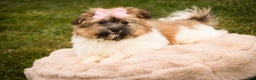 Havanese dogs for sale: Bella Rose - Ad 7