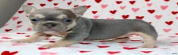 French Bulldog dogs for sale: Luna - Ad 3