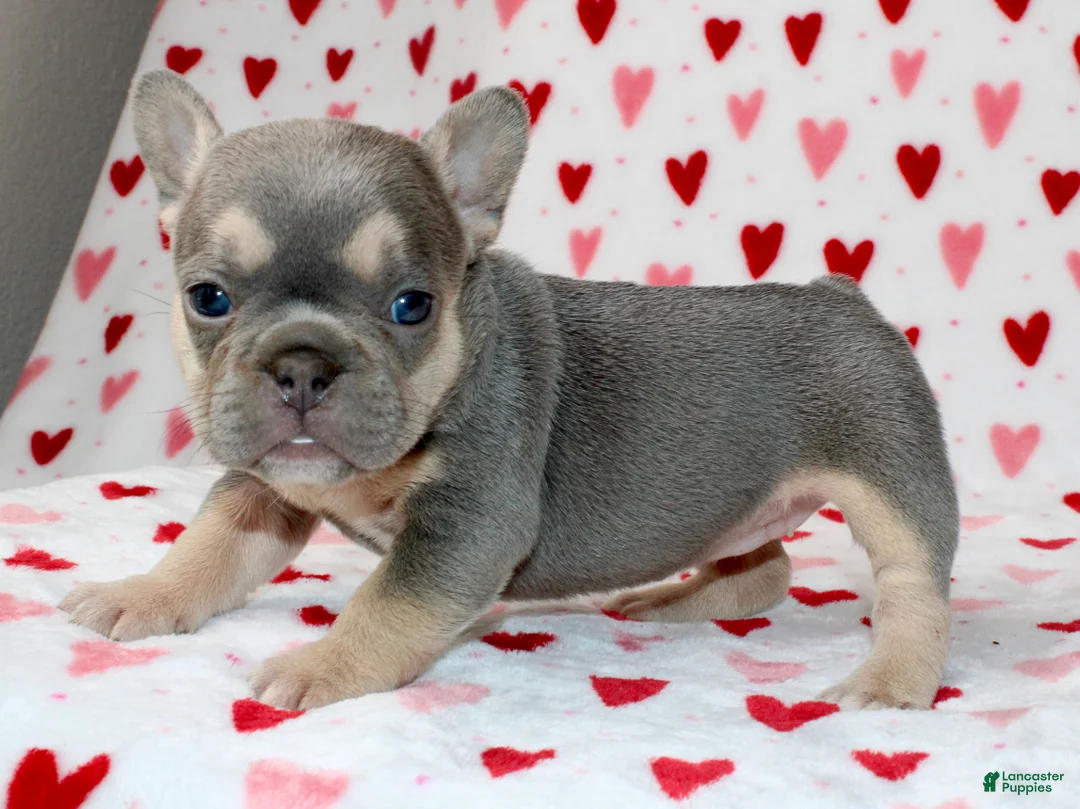 French Bulldog dogs for sale: Luna - Ad 3