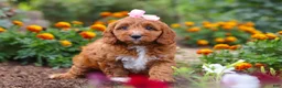 Cavapoo dogs for sale: Dixie - Ad 6