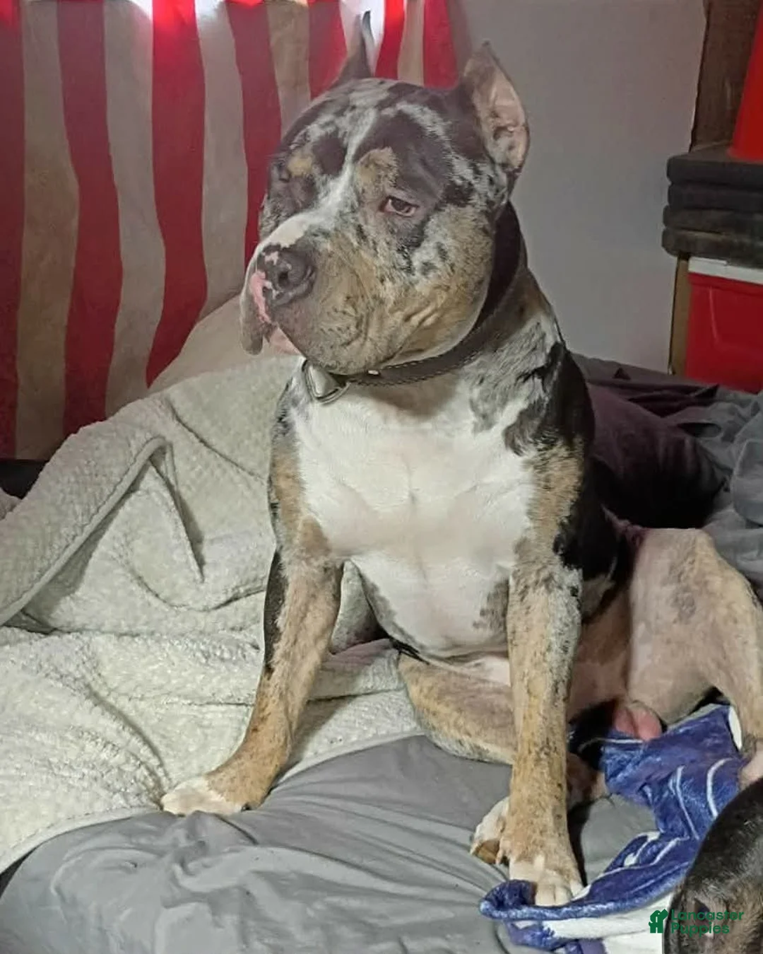 American Bully dogs for sale: Madusa  - Ad 7