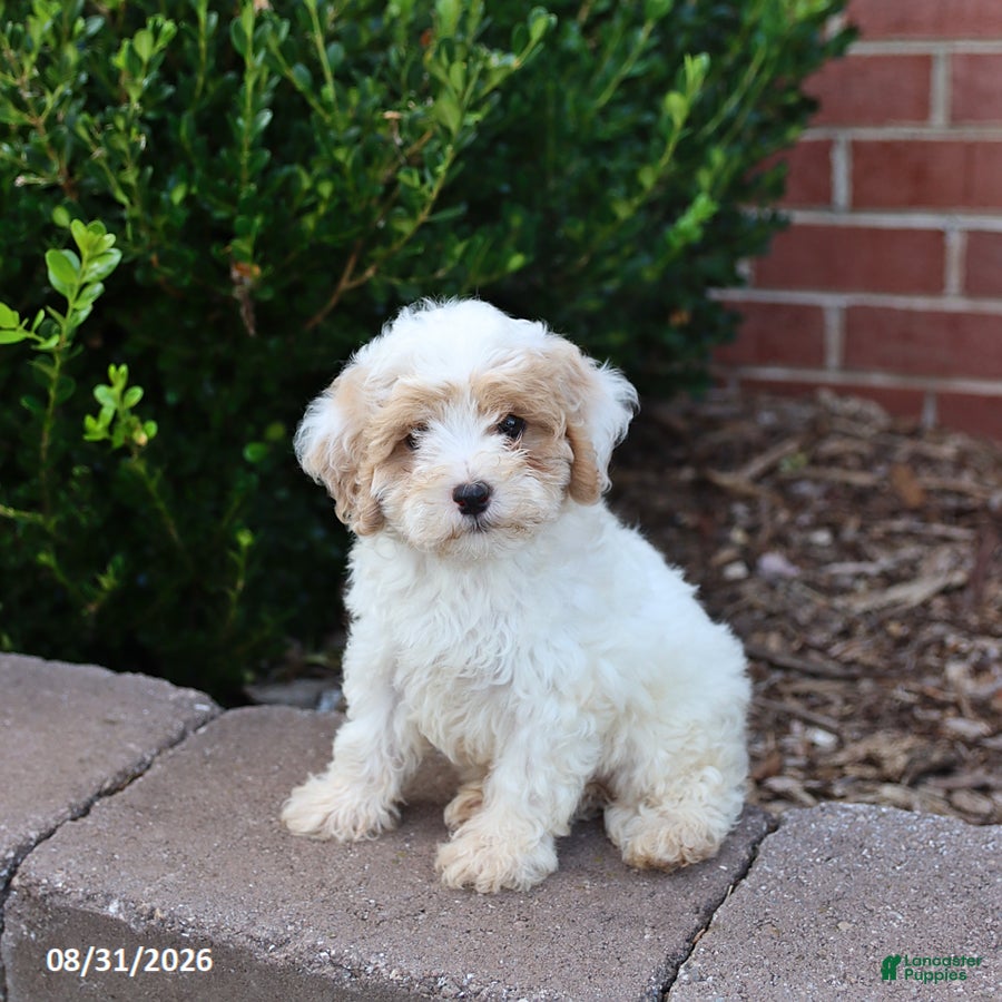 Maltipoo dogs Marshmallow - Ad 1