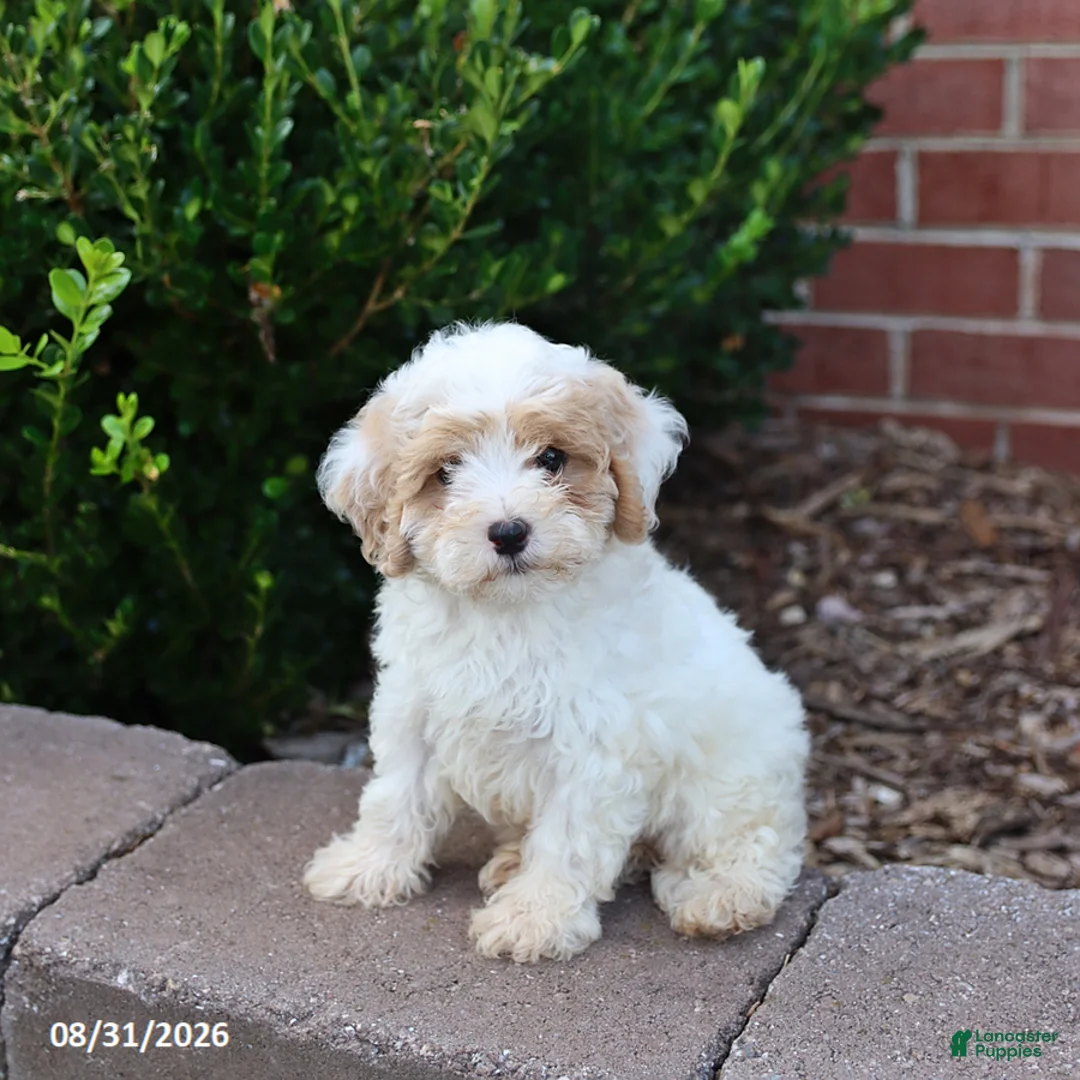 Maltipoo dogs for sale: Marshmallow - Ad 1