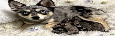 Mixed Breed 4