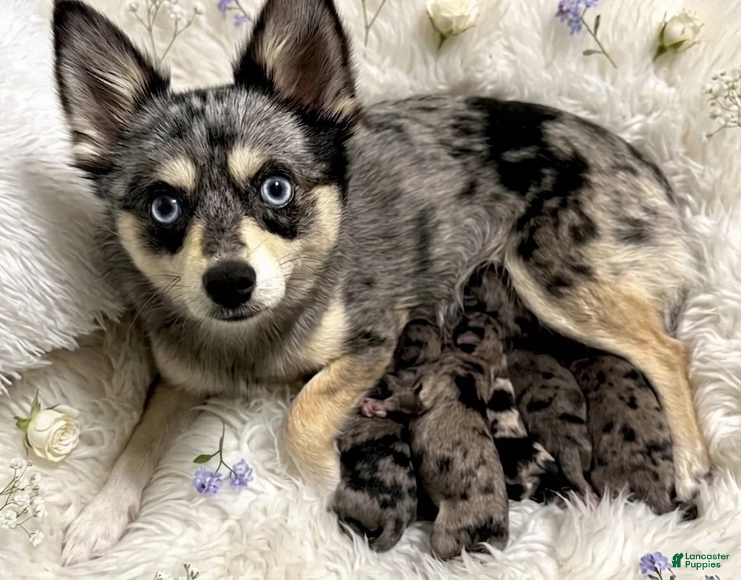 Mixed Breed dogs for sale: Mixed Breed 4 - Ad 1