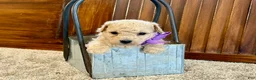 Toy Poodle dogs for sale: Wrigley - Ad 1
