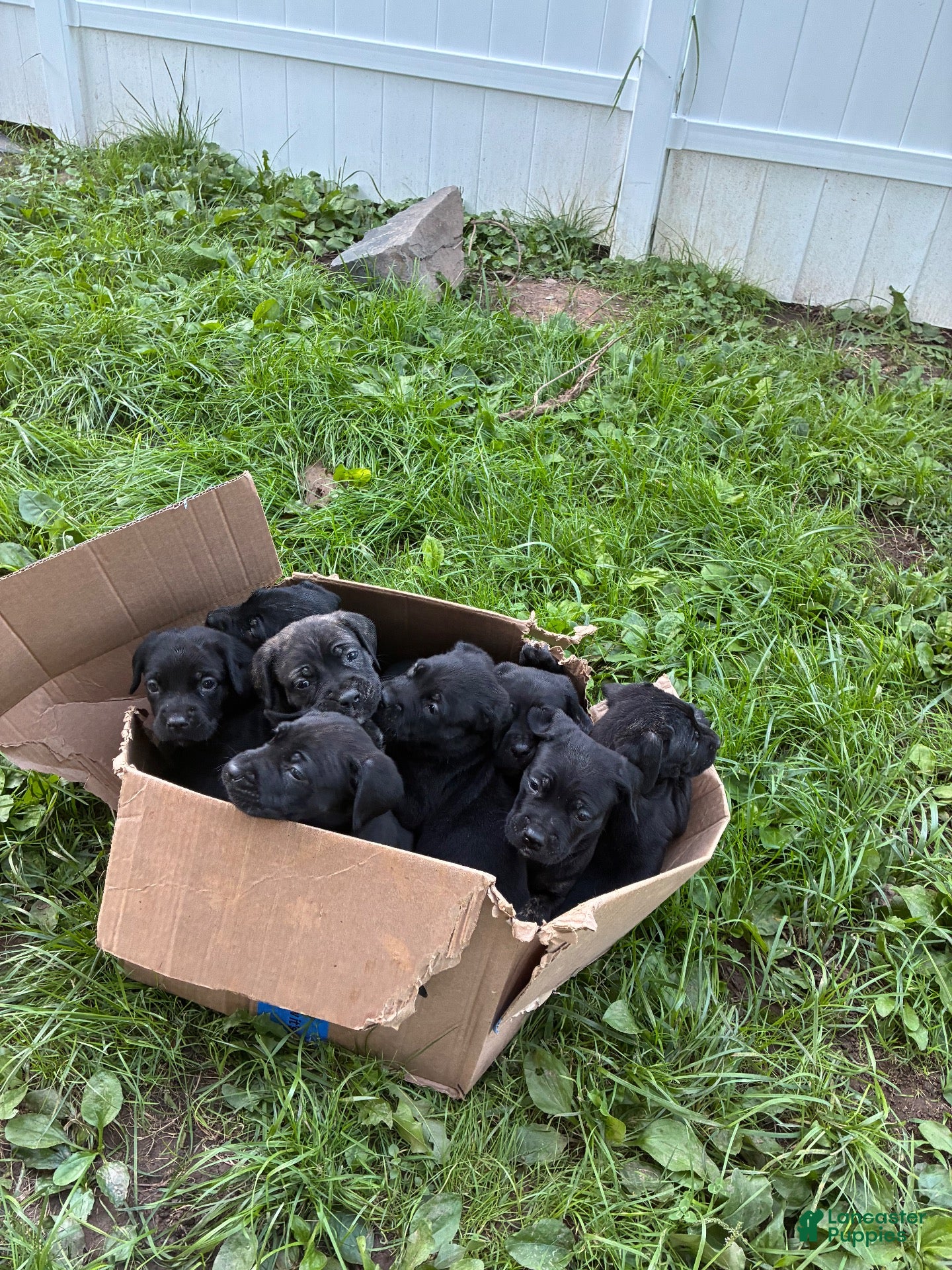 Cane Corso dogs Cane Corso 3 - Ad 6
