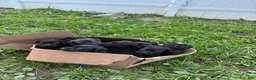 Cane Corso dogs for sale: Cane Corso 3 - Ad 1