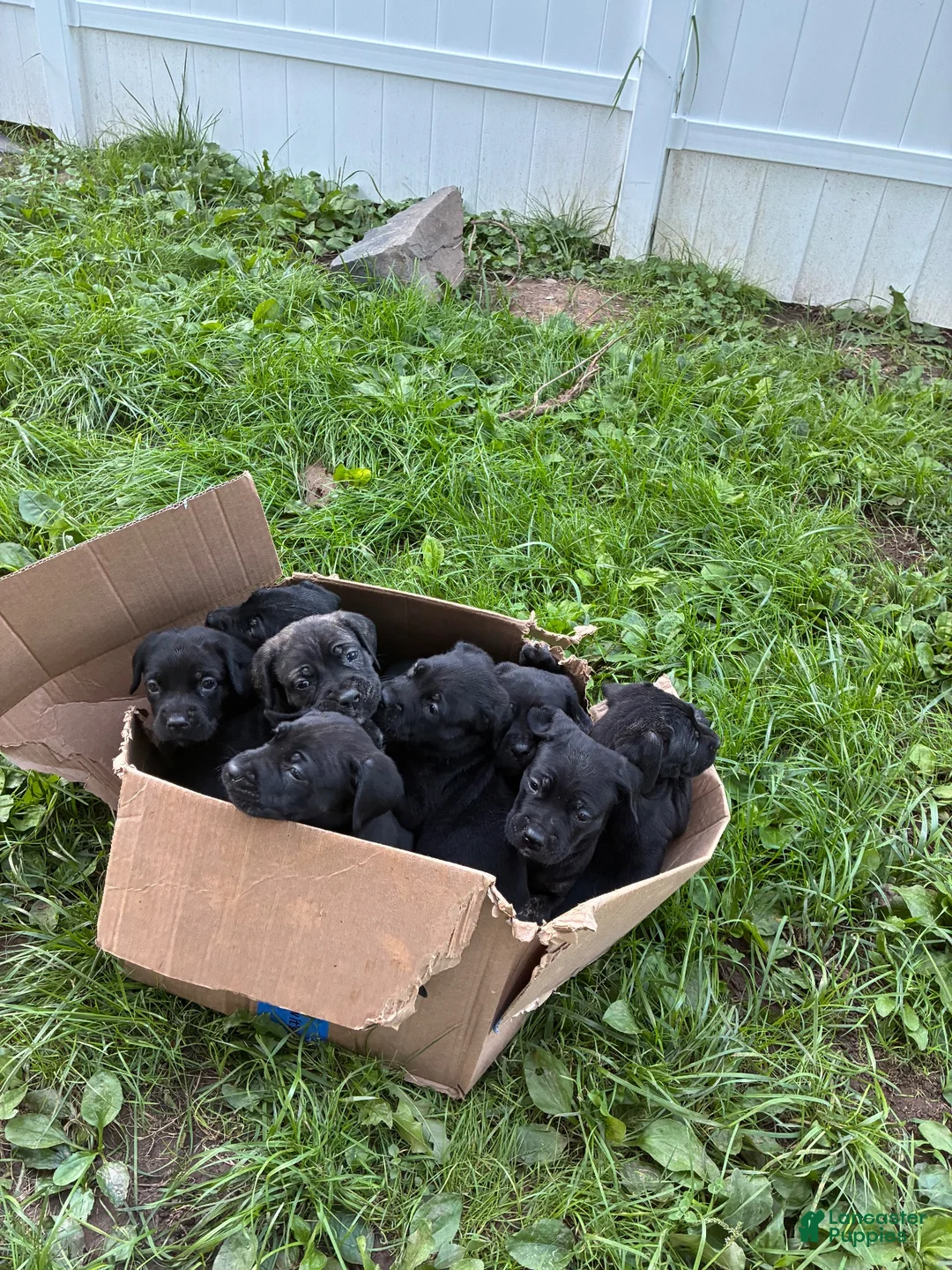 Cane Corso dogs for sale: Cane Corso 3 - Ad 1