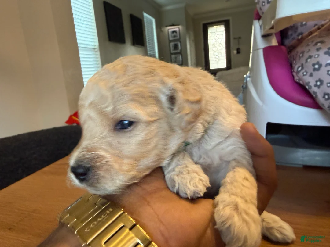 Mini Goldendoodle dogs for sale: Armani - Ad 2