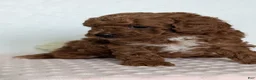 Cavapoo dogs for sale: Rocky - Ad 5
