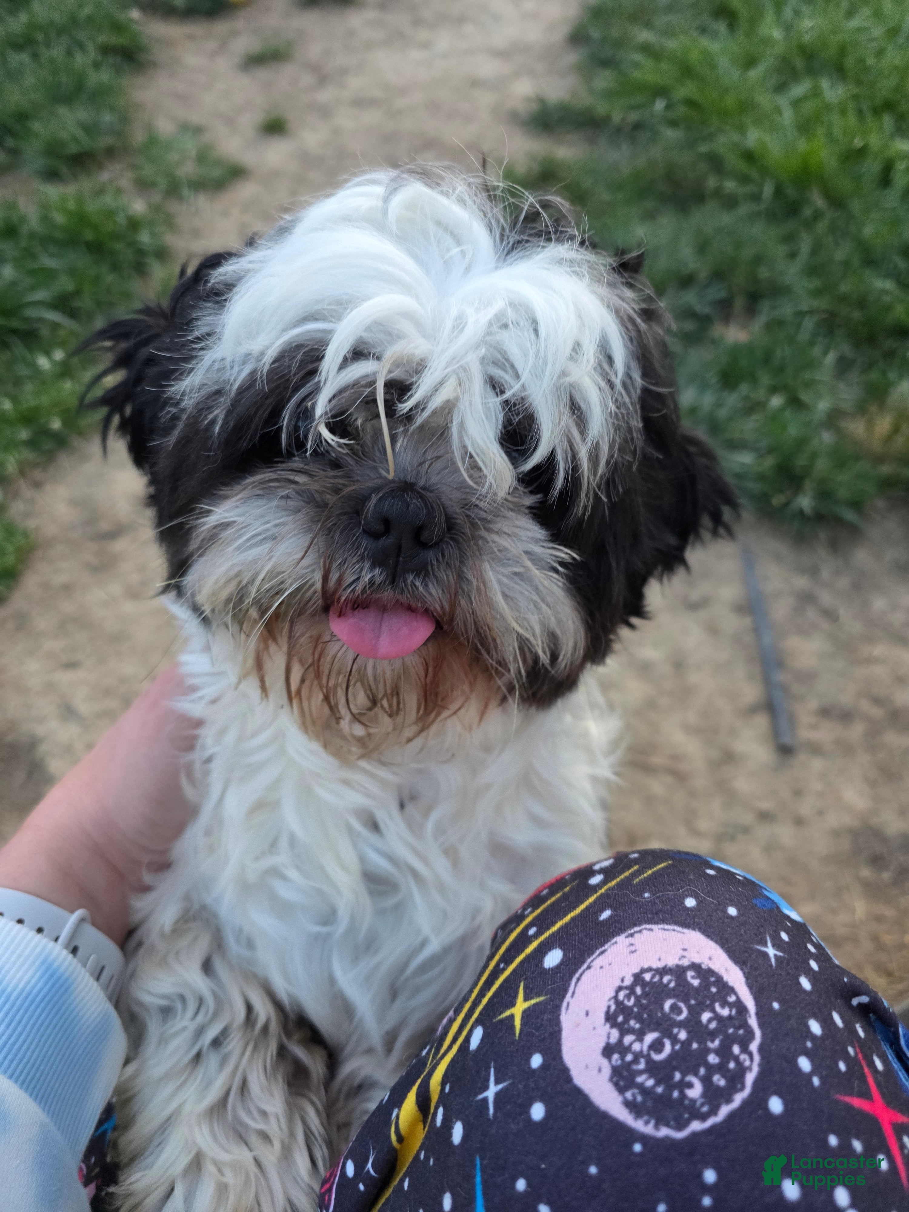 Shih Tzu dogs Ace - Ad 1