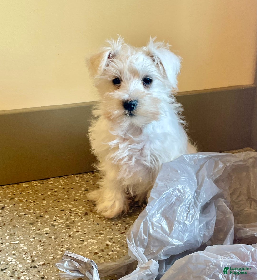 Miniature Schnauzer dogs for sale: Issy - Ad 4