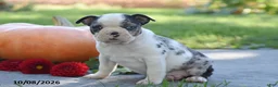 Boston Terrier dogs for sale: Tesha - Ad 2