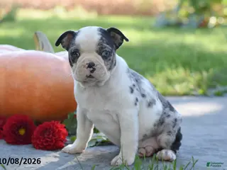 Boston Terrier dogs Tesha - Ad 2