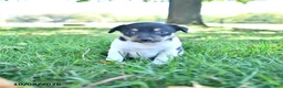 Rat Terrier dogs for sale: Pansy - Ad 3
