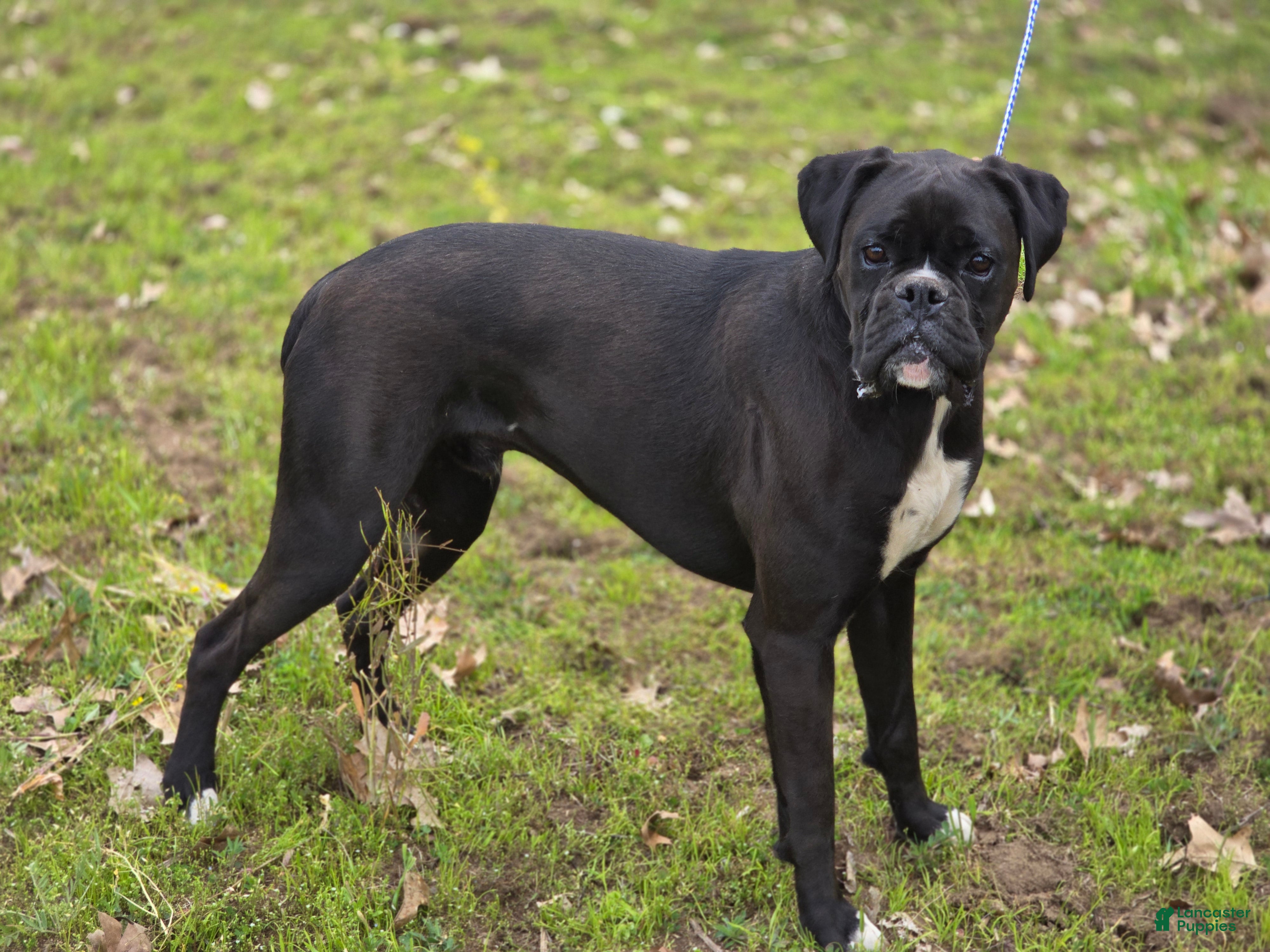 Boxer dogs for sale: DELL - Ad 3