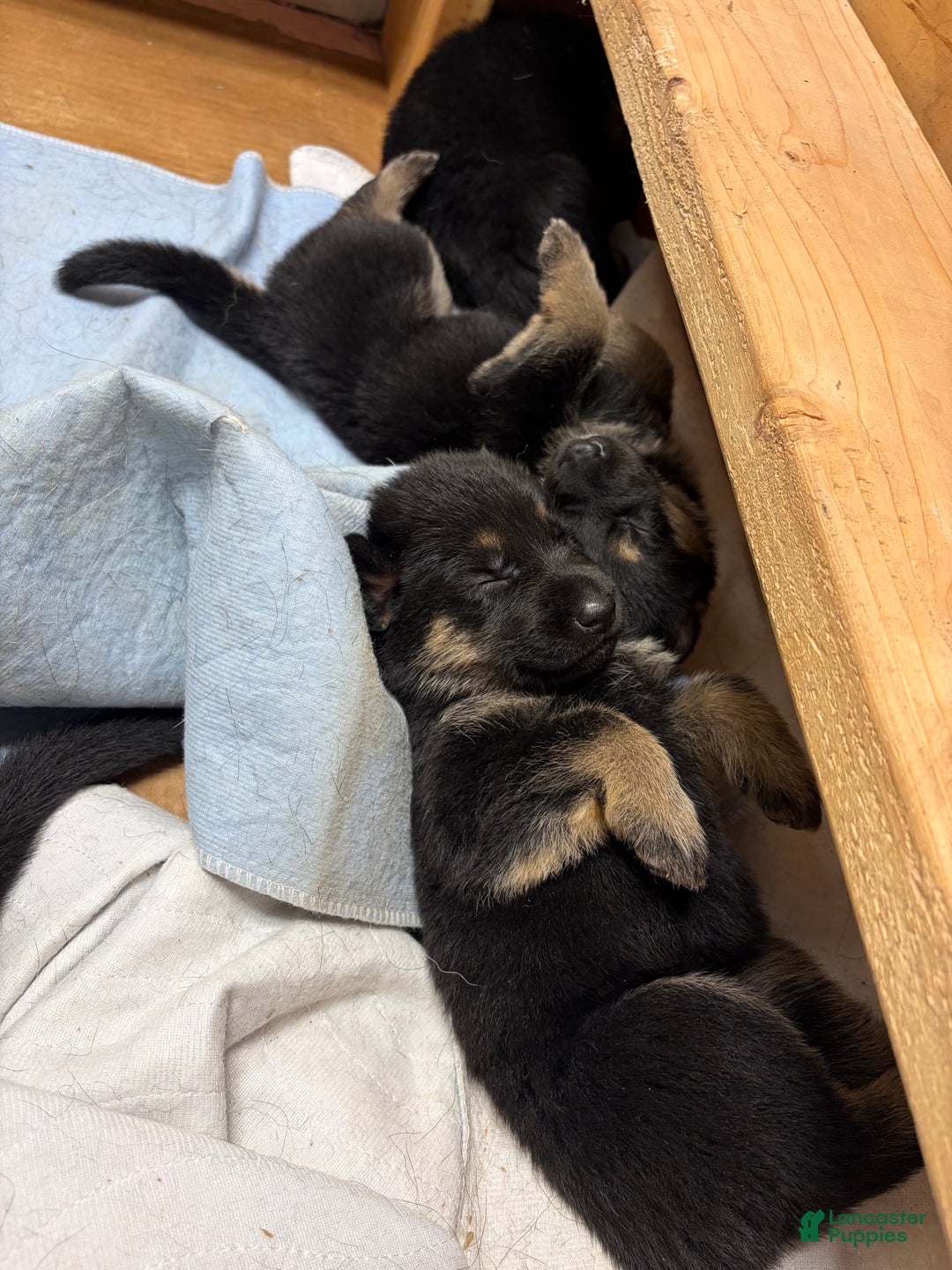 German Shepherd dogs for sale: German Shepherd Puppy 4 - Ad 1