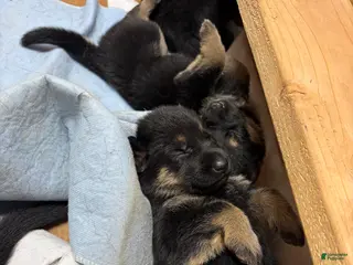 German Shepherd dogs German Shepherd Puppy 4 - Ad 17