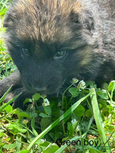 German Shepherd dogs for sale: Green Boy - Ad 1