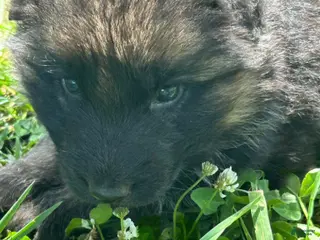 German Shepherd dogs for sale: Green Boy - Ad 1