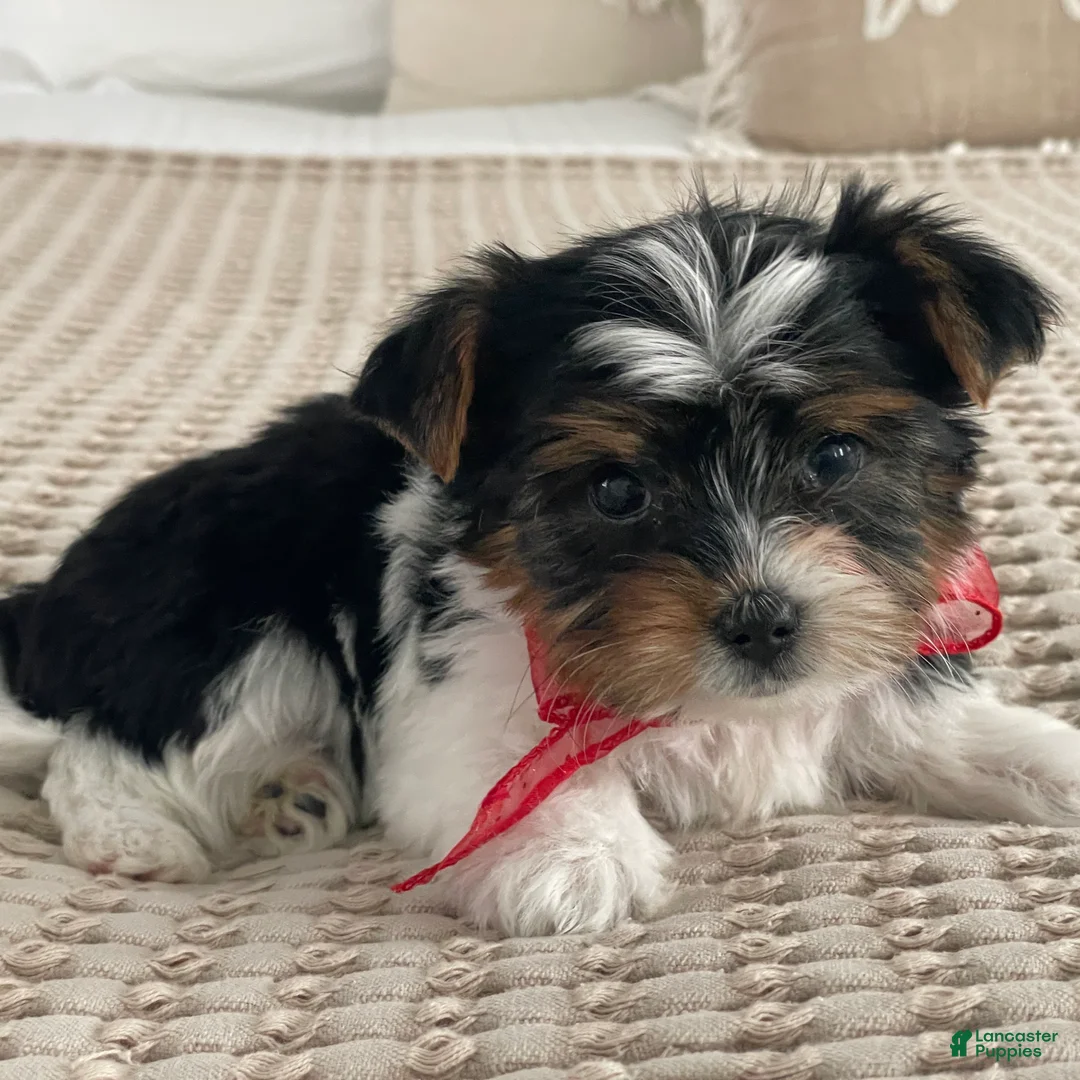 Biewer Terrier dogs for sale: Molly - Ad 4