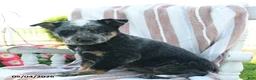 Australian Cattle Dog dogs for sale: Bindi - Ad 3