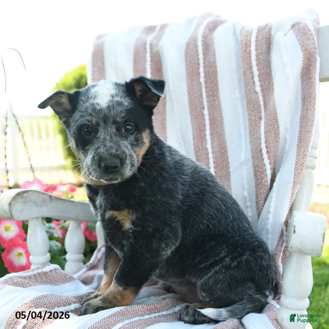 Australian Cattle Dog dogs for sale: Bindi - Ad 3