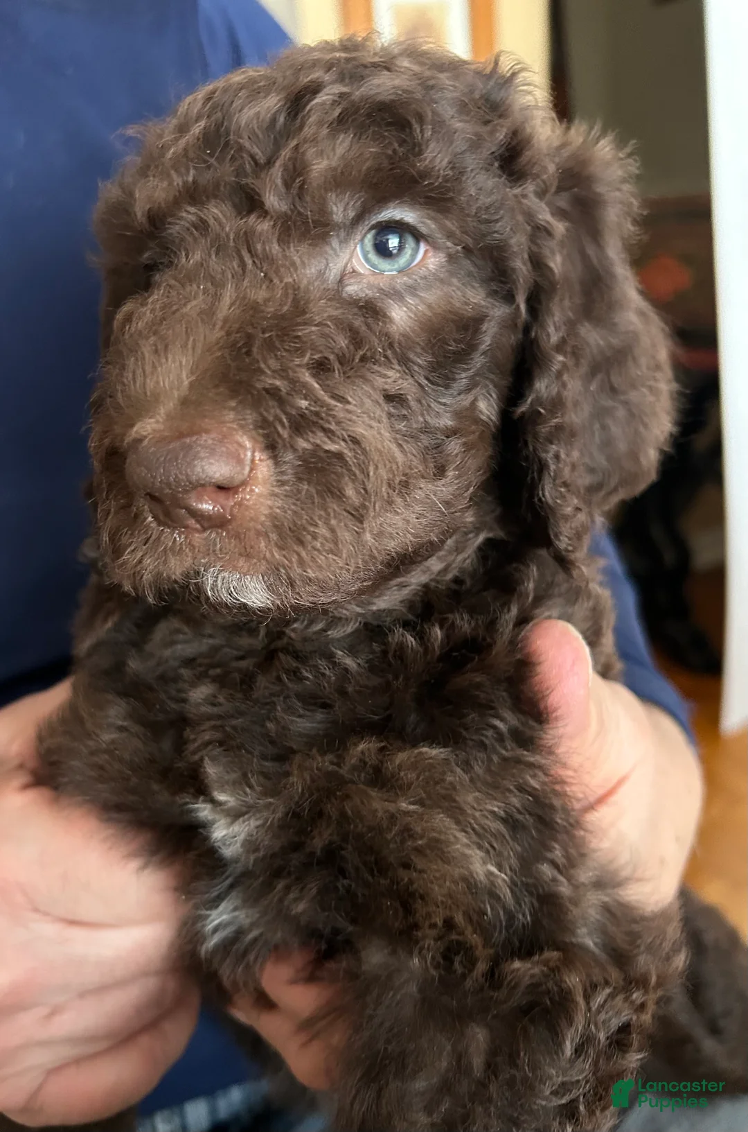 Goldendoodle dogs for sale: Zoe - Ad 4