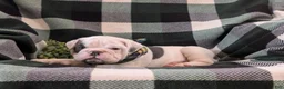 English Bulldog dogs for sale: Talbot - Ad 5