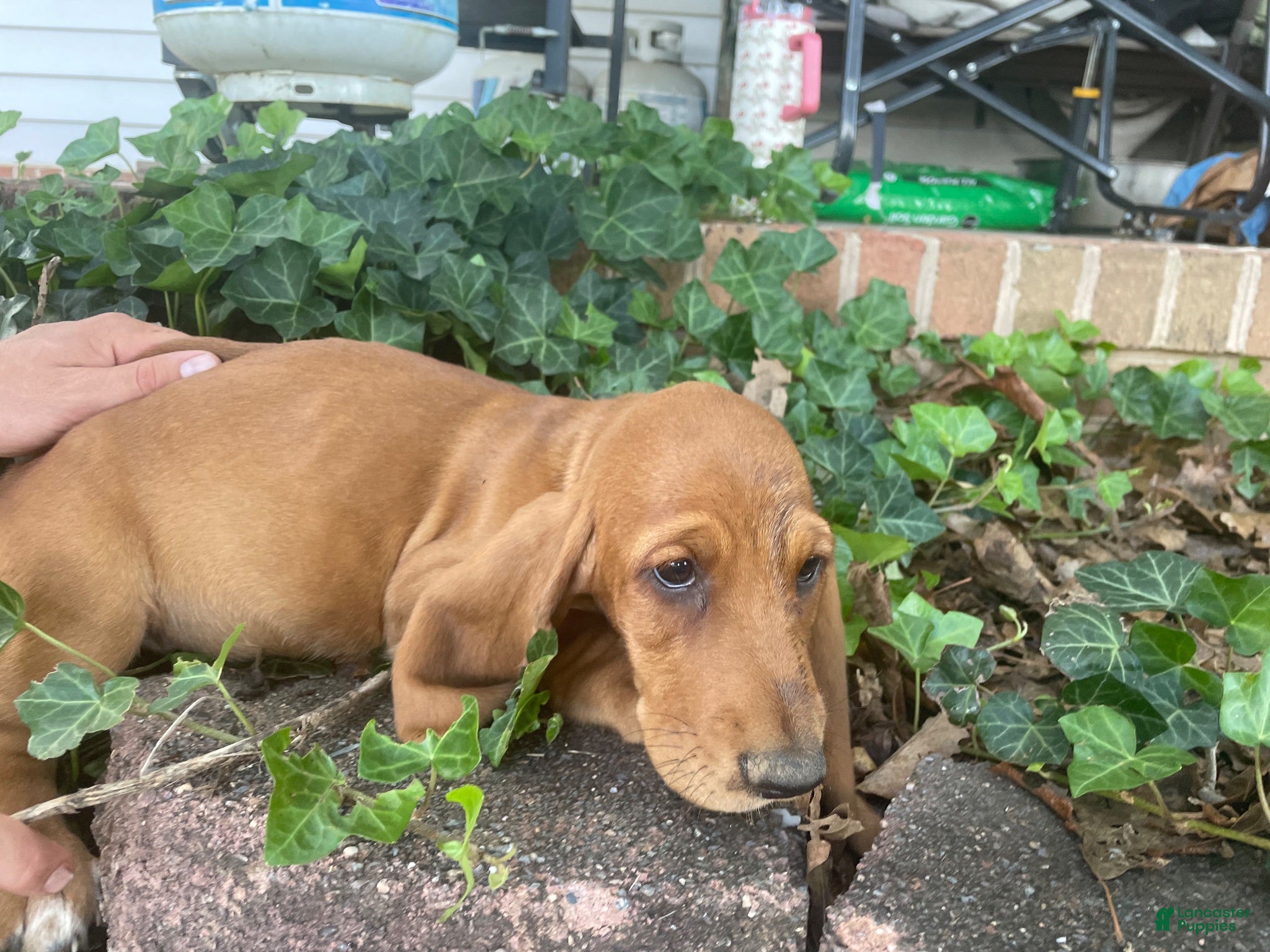 Basset Hound dogs Brandy (pink collar) - Ad 1