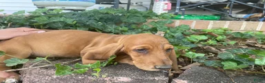 Brandy (pink collar)