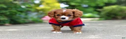 Cavalier King Charles Spaniel dogs for sale: Charlie - Ad 7