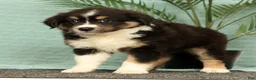 Miniature Australian Shepherd dogs for sale: Jasmine - Ad 5