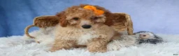 Miniature Poodle dogs for sale: WAYNE - Ad 9