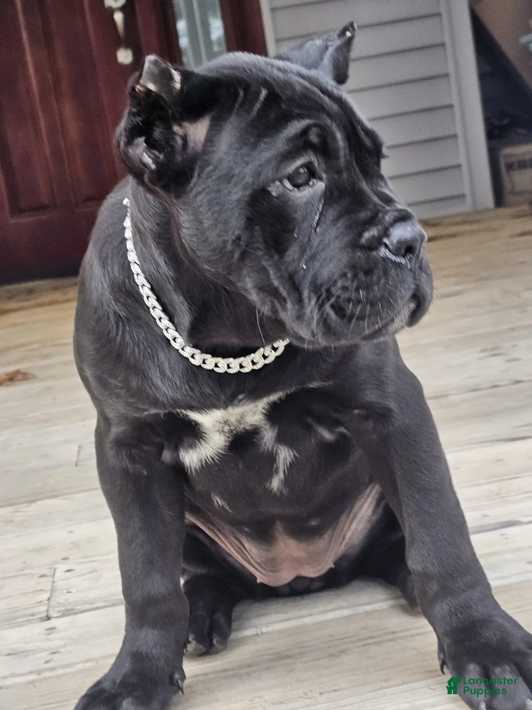 Cane Corso dogs for sale: QUEENIE - Ad 8