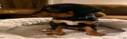 Mixed Breed dogs for sale: Ms. Navy Blue - Ad 3