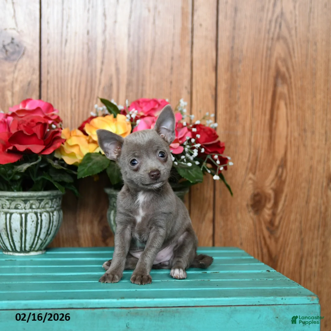 Chihuahua dogs for sale: Lucy - Ad 3