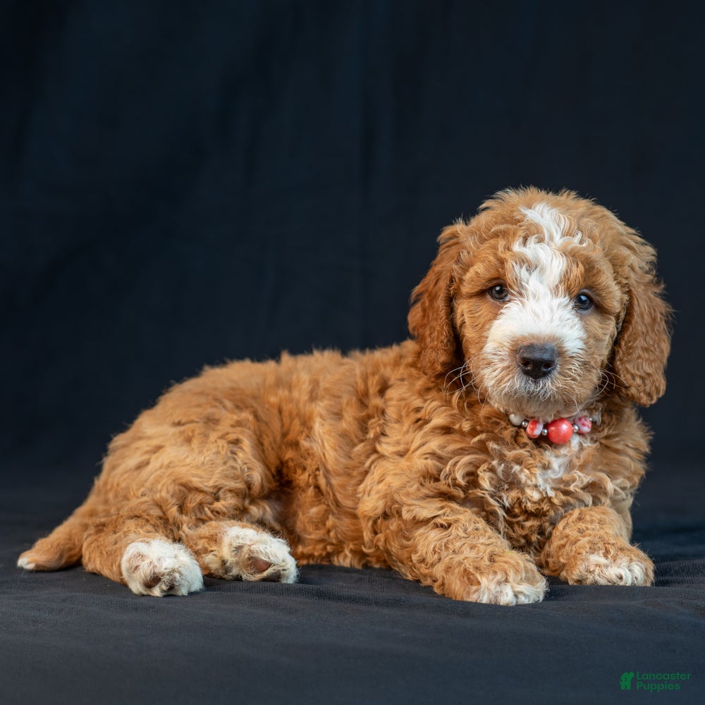 Mini Goldendoodle dogs Mabel - Ad 2