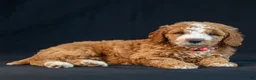 Mini Goldendoodle dogs for sale: Mabel - Ad 2