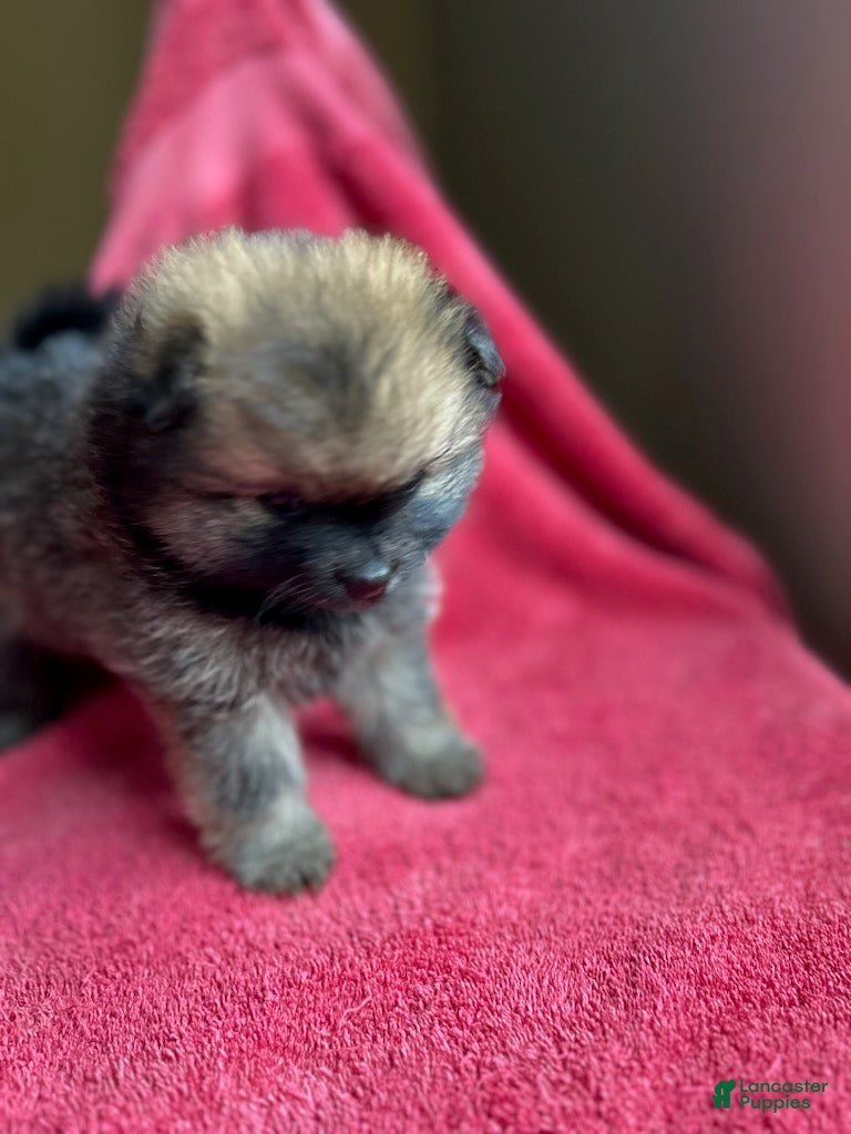 Pomeranian dogs Selene - Ad 1