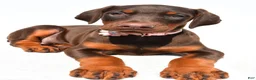 Doberman Pinscher dogs for sale: Heather - Ad 5