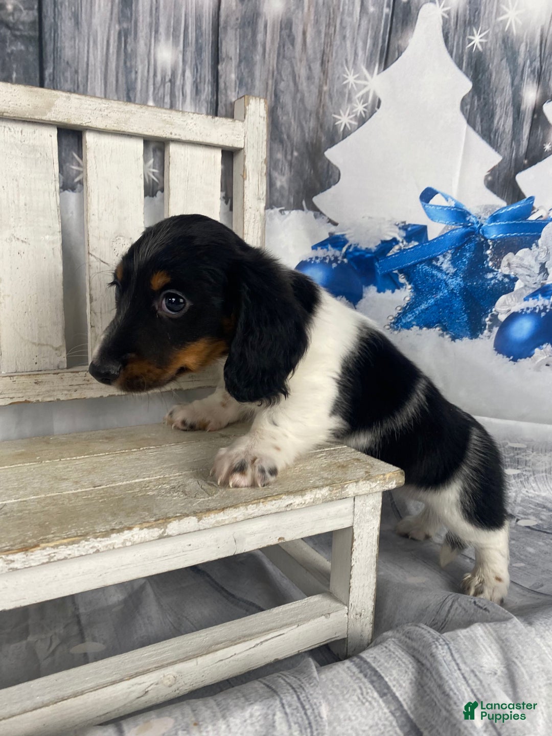 Miniature Dachshund dogs for sale: Benny - Ad 10